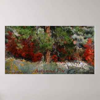Autumnal Fire Color Foto aus Utah Poster