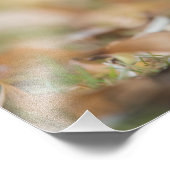 Autumnal Galah 12x16" Foto drucken (Ecke)