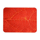 Autumnal Leaf Magnet (Horizontal)
