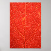Autumnal Leaf Poster (Vorne)