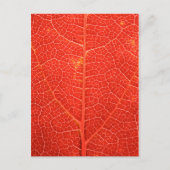 Autumnal Leaf Postkarte (Vorderseite)