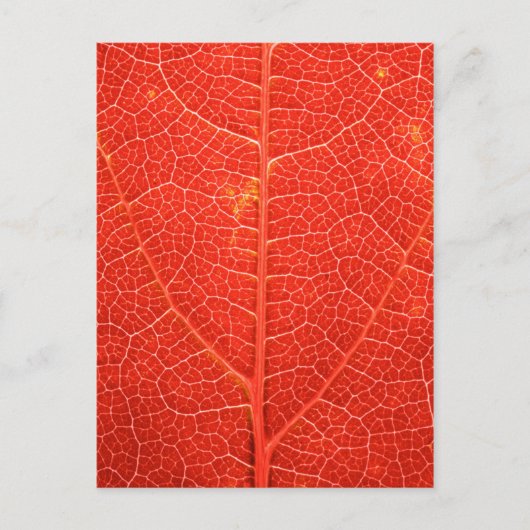 Autumnal Leaf Postkarte (Vorderseite)