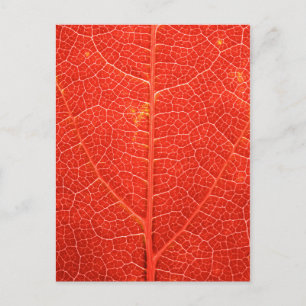 Autumnal Leaf Postkarte