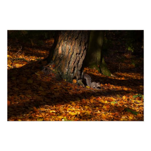 Autumnal-Waldszene mit Baum und Eichhörnchen Poster (Vorderseite)