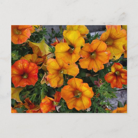 Autumnaler Garten Postkarte (Vorderseite)