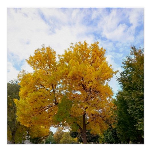 AUTUMNS MELLOW YELLOW-Poster Poster (Vorderseite)