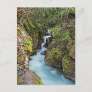 Avalanche Creek, Glacier-Nationalpark, Montana Postkarte