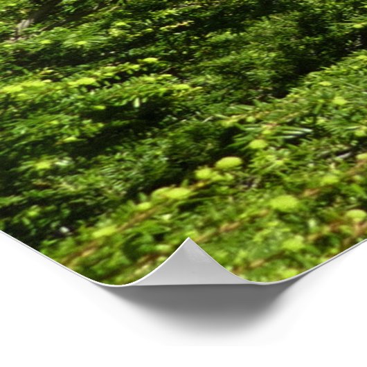 Avalanche See II - Glacier Nationalpark Poster (Ecke)