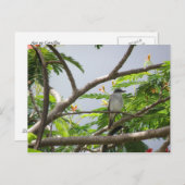 Ave En Cerrillos Postkarte (Vorne/Hinten)