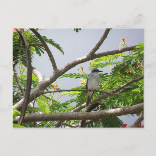 Ave En Cerrillos Postkarte (Vorderseite)