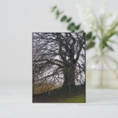 Avebury Beech Postkarte (Stehend Vorderseite)