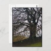Avebury Beech Postkarte (Vorne/Hinten)