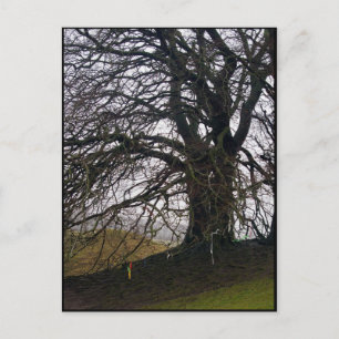 Avebury Beech Postkarte
