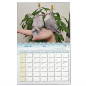 Avenue Avian 2025 Papagei-Kalender Kalender (Feb 2026)