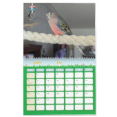 Avenue Avian 2025 Papagei-Kalender Kalender (Mär 2026)