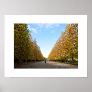 Avenue of Flugzeug Trees in Herbstposter Poster