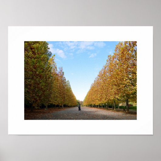Avenue of Flugzeug Trees in Herbstposter Poster (Vorne)