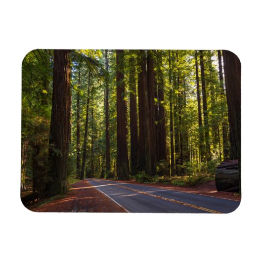 Avenue of Giant Redwood California Magnet (Horizontal)