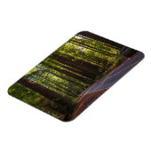 Avenue of Giant Redwood California Magnet (Linke Seite)