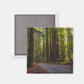 Avenue of Giant Redwood California Magnet (Vorderseite/Rückseite)