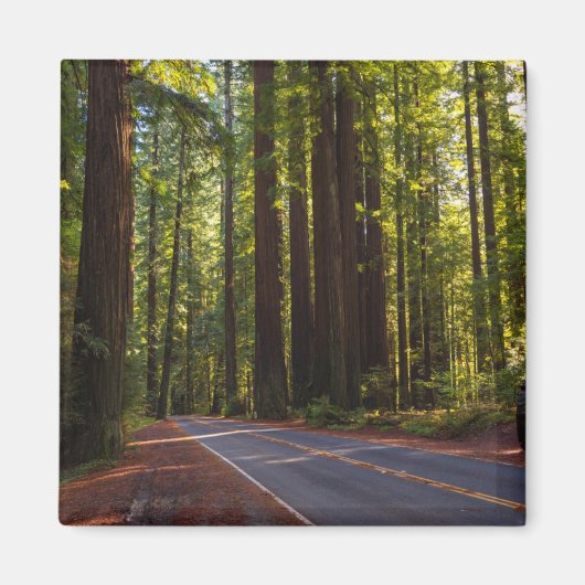 Avenue of Giant Redwood California Magnet (Vorne)