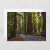 Avenue of Giant Redwood California Postkarte (Vorne/Hinten)