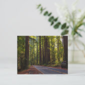 Avenue of Giant Redwood California Postkarte (Stehend Vorderseite)