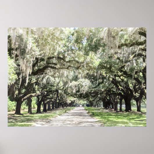 Avenue of Oaks, Boone Hall Plantation Wasserfarbe Poster (Vorne)