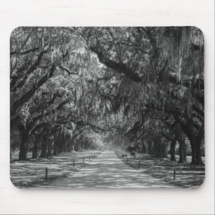 Avenue of Oaks Graustufen Mousepad