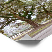 Avenue of Oaks on South Carolina Plantation Poster (Ecke)