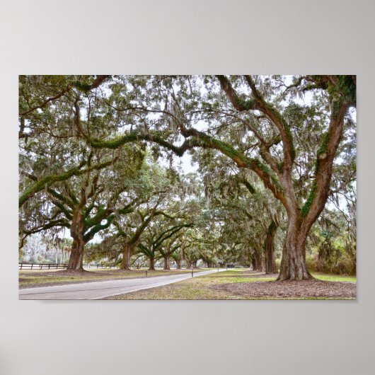 Avenue of Oaks on South Carolina Plantation Poster (Vorne)