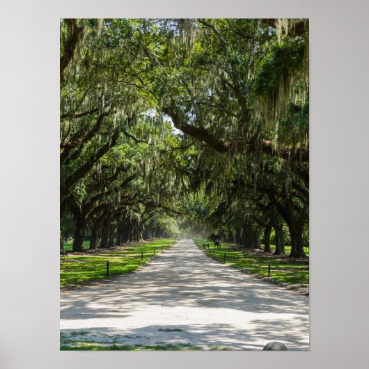 Avenue of Oaks Poster (Vorne)