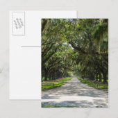 Avenue of Oaks Postkarte (Vorne/Hinten)