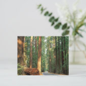 Avenue of The Giants, Humboldt, CA Postkarte (Stehend Vorderseite)