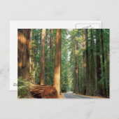 Avenue of The Giants, Humboldt, CA Postkarte (Vorne/Hinten)