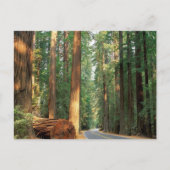 Avenue of The Giants, Humboldt, CA Postkarte (Vorderseite)
