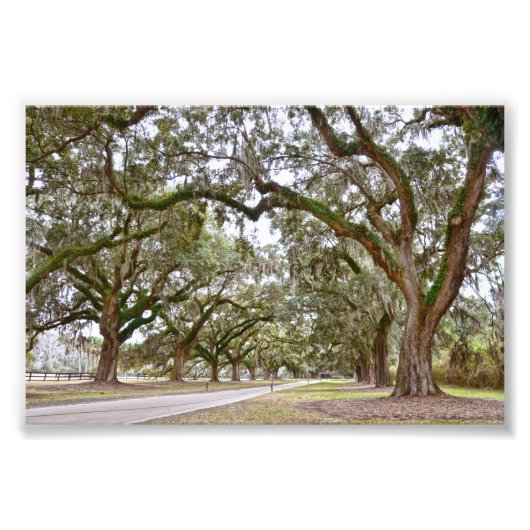 Avenue of the Oaks, South Carolina Fotodruck (Vorne)