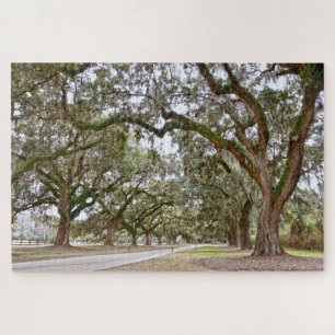 Avenue of the Oaks, South Carolina Puzzle
