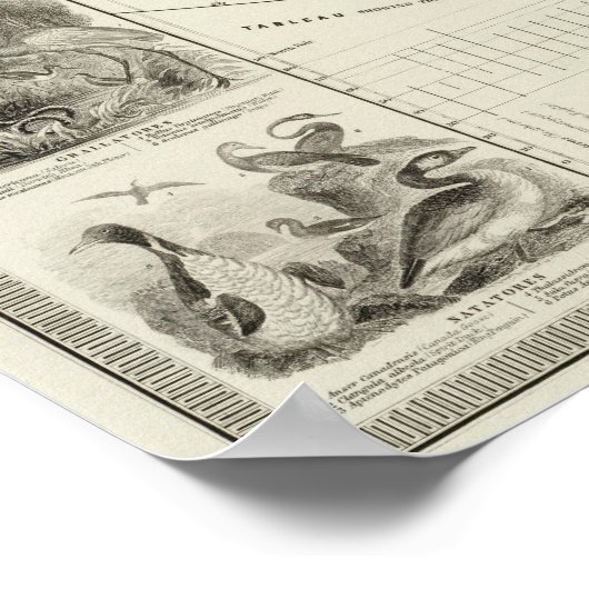 Aves, Birds Poster (Ecke)