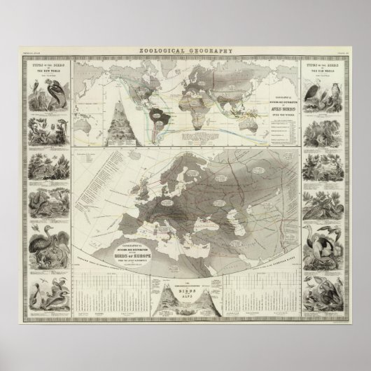 Aves, Birds Poster (Vorne)