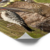 Aves de Traspatio de Arizona ID Poster (Ecke)