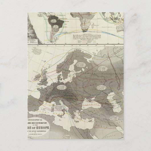 Aves, Vögel Postkarte (Vorderseite)