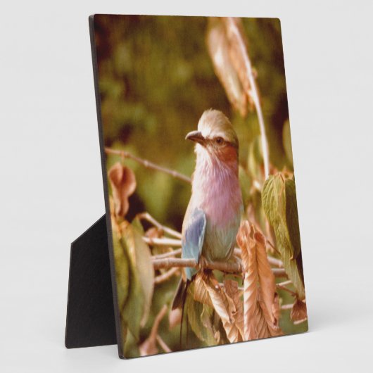 Aviär Fotoplatte (Seite)