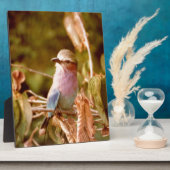 Aviär Fotoplatte (Seite)