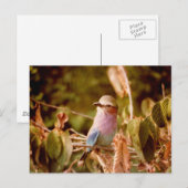 Aviär Postkarte (Vorne/Hinten)