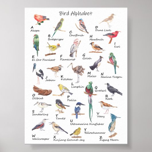 Aviäre Alphabet: A bis Z des Vogelplakats Poster (Vorne)
