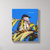 Aviäre Lizenzrechte: Eastern Kingbird Leinwanddruck (Vorderseite)
