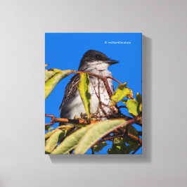 Aviäre Lizenzrechte: Eastern Kingbird Leinwanddruck