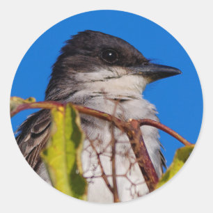 Aviäre Lizenzrechte: Eastern Kingbird Runder Aufkleber