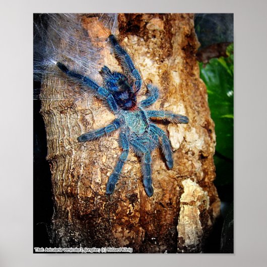 Avicularia versicolor poster (Vorne)